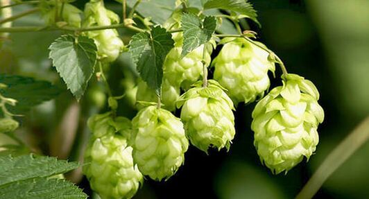 le houblon - un remède contre les parasites