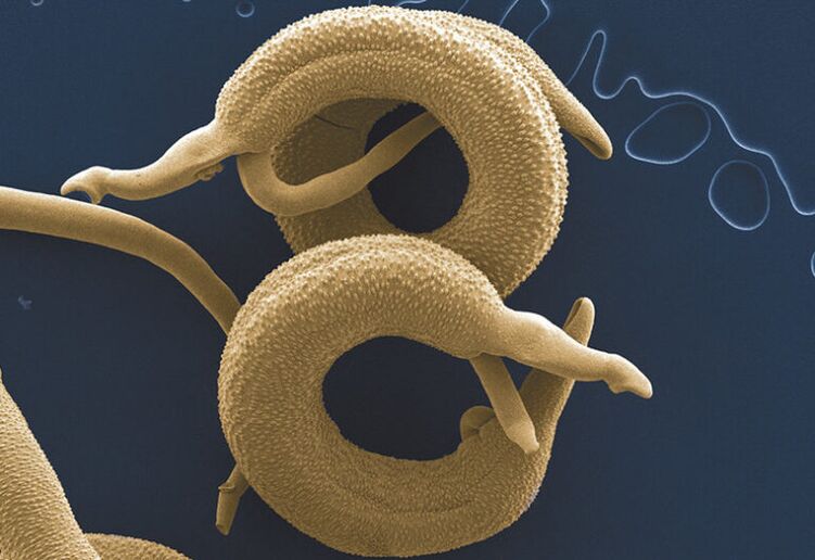 parasites vivant dans le corps humain